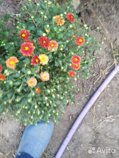 Хризантема мультифлора