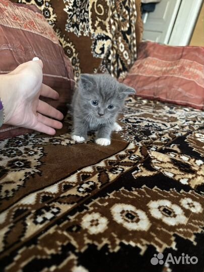 Маленький котик