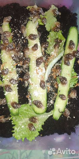 Ахатина Ретикулята альбино