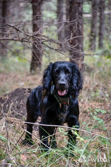 Вязка русский охотничий спаниель