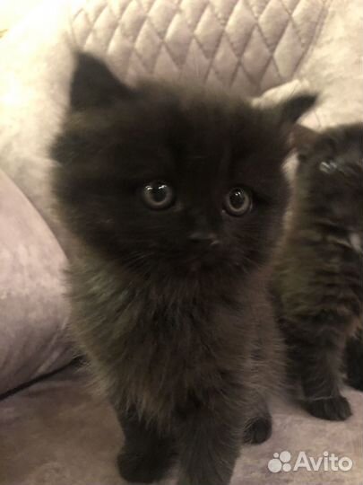 Шотландские котята
