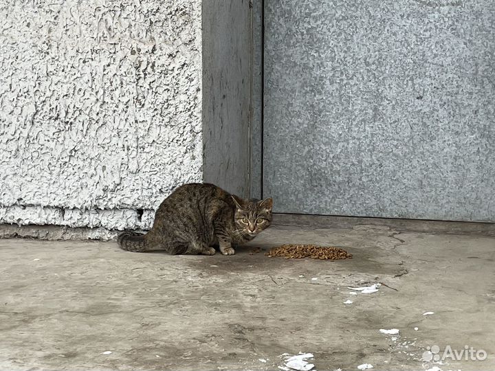 Кошка ищет дом