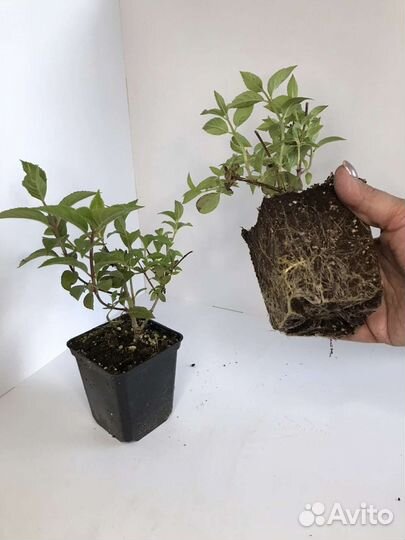 Гортензия метельчатая трехлетки саженцы p9