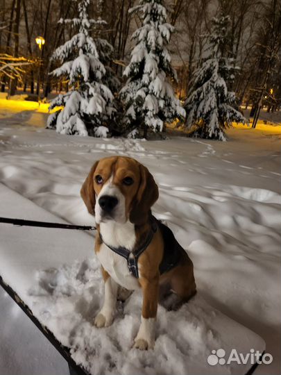 Бигль вязка