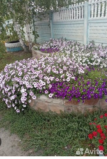 Tайдал Сильвер