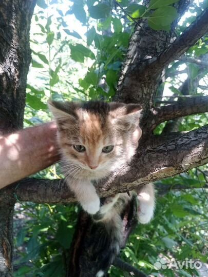 Нюша ищет дом