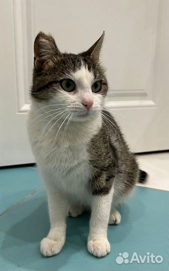 Спасите Боню