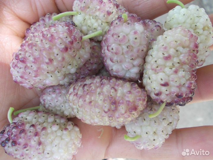 Шелковица извилистая