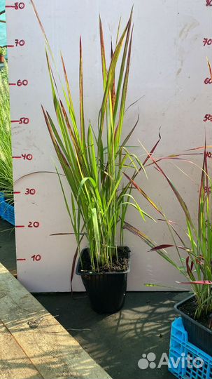 Императа ред барон, Пеннисетум, Осока