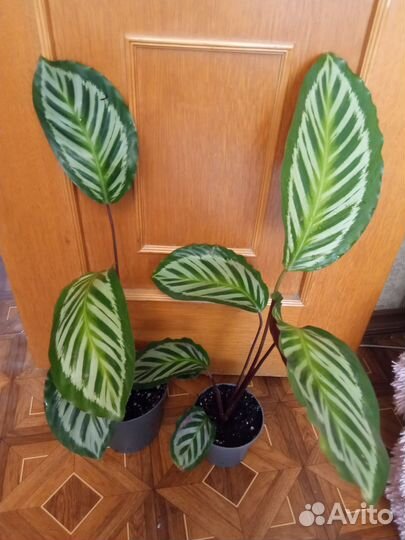 Калатея павлин