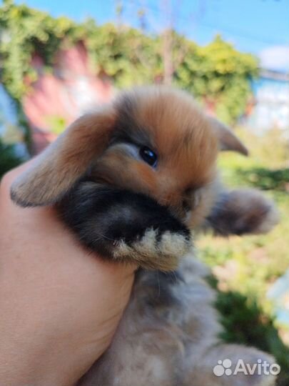 Декоративные карликовые кролики породы Минилоп