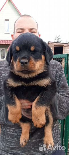 Ротвейлер щенки
