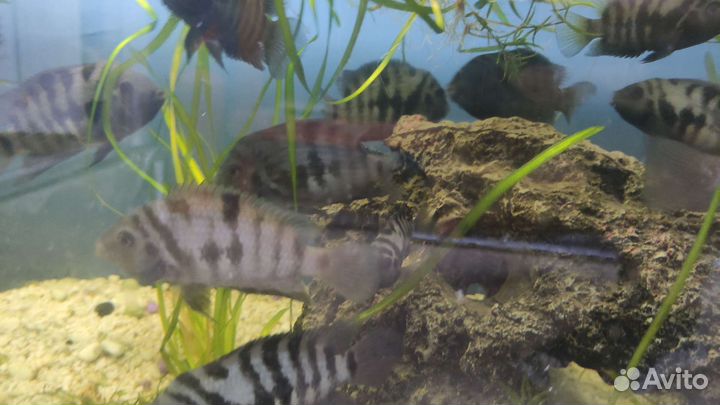 Астронотус, йохани, зебры