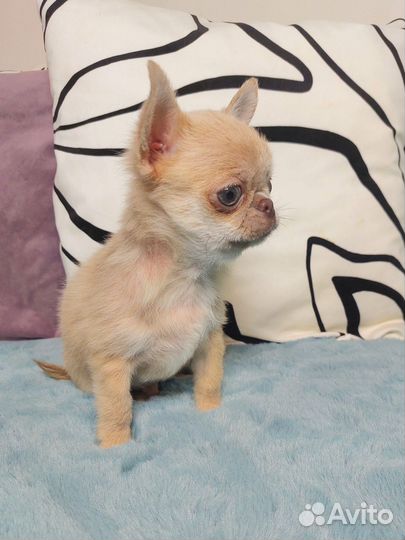 Супер мини чихуахуа