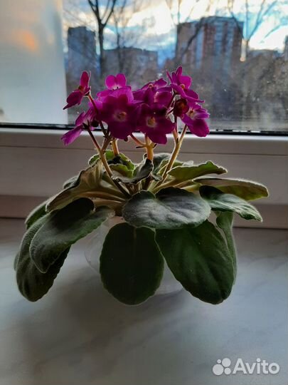 Цветущие фиалки