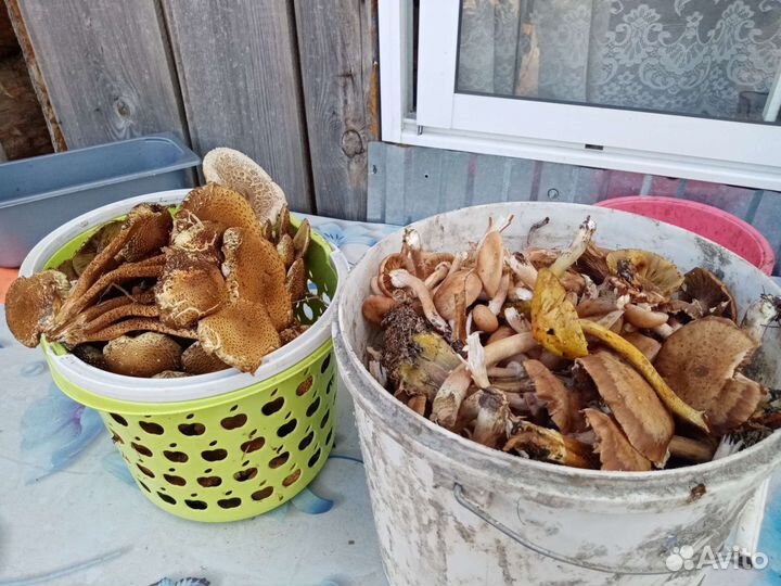 Грибы опята свежие