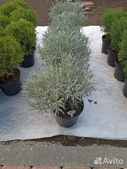 Саженцы хвойных растений