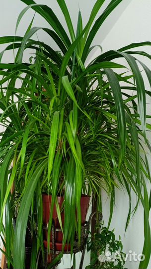 Пальма панданус