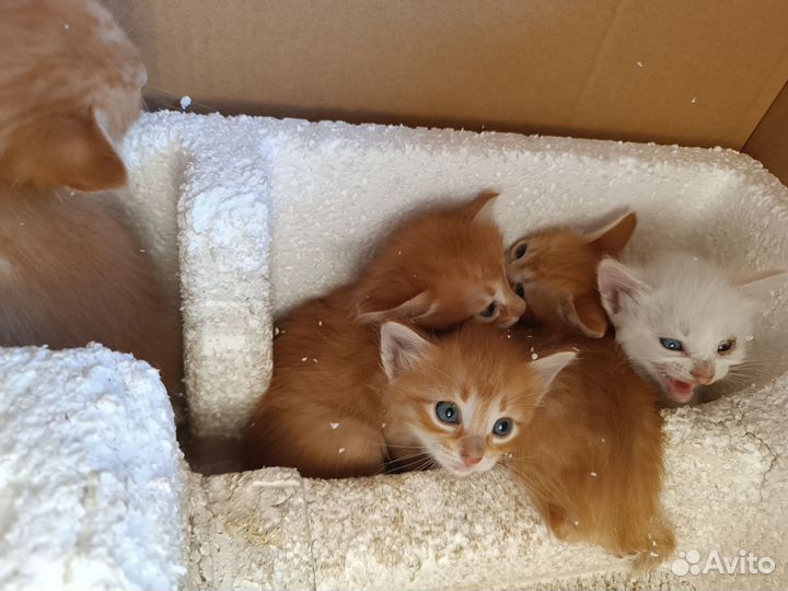 Котята