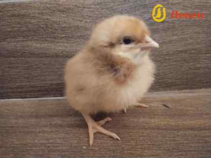 Цыплята Редбро суточные в наличие и под заказ, Кондопога