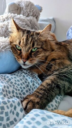 Дивной красы кошка ищет дом