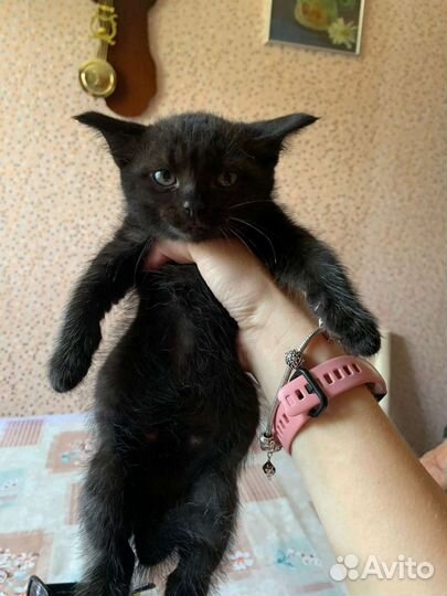 Котята