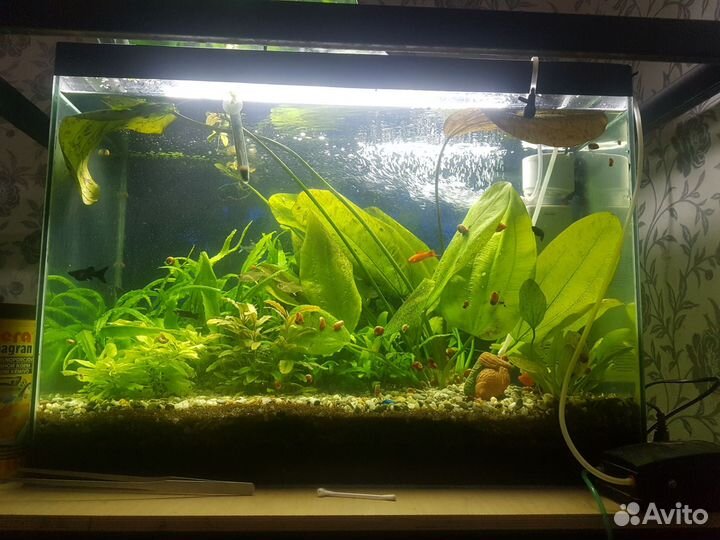 Аквариум