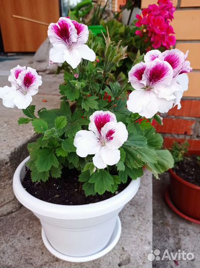 Герань пеларгония