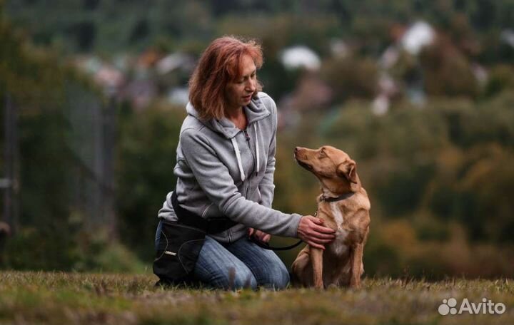 Собаки бесплатно в добрые руки