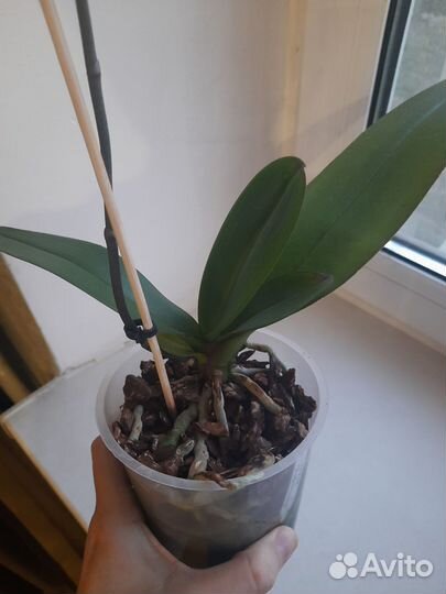 Орхидея фаленопсис