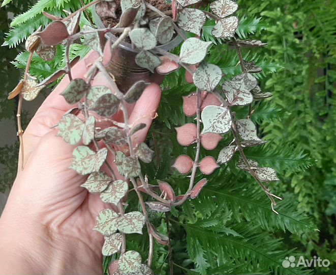 Hoya curtisii silver, small leaves