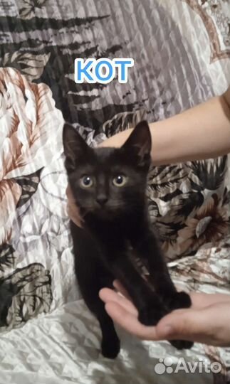 Котята в добрые руки бесплатно