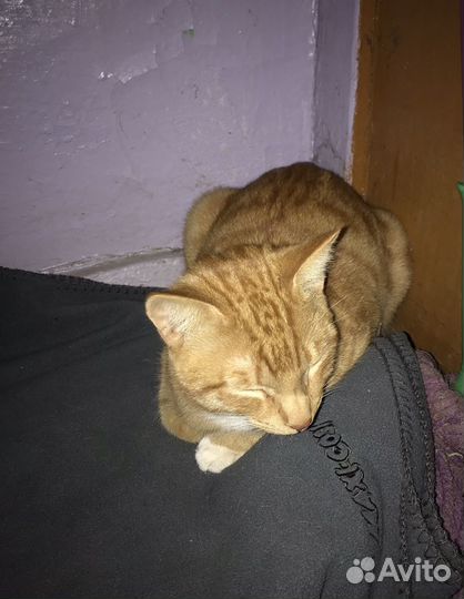 Рыжий котик в добрые руки