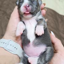 Чихуахуа, щенок