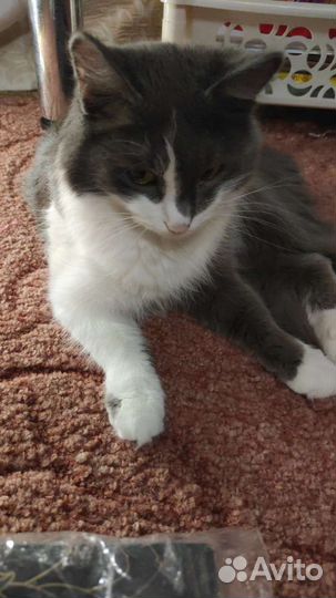 Кошка-мышеловка в добрые руки