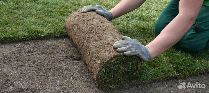 Газон рулонный, Автополив, Аэрация и Скарификация