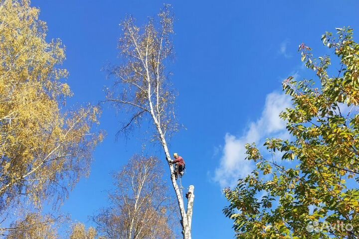 Спил и обрезка деревьев