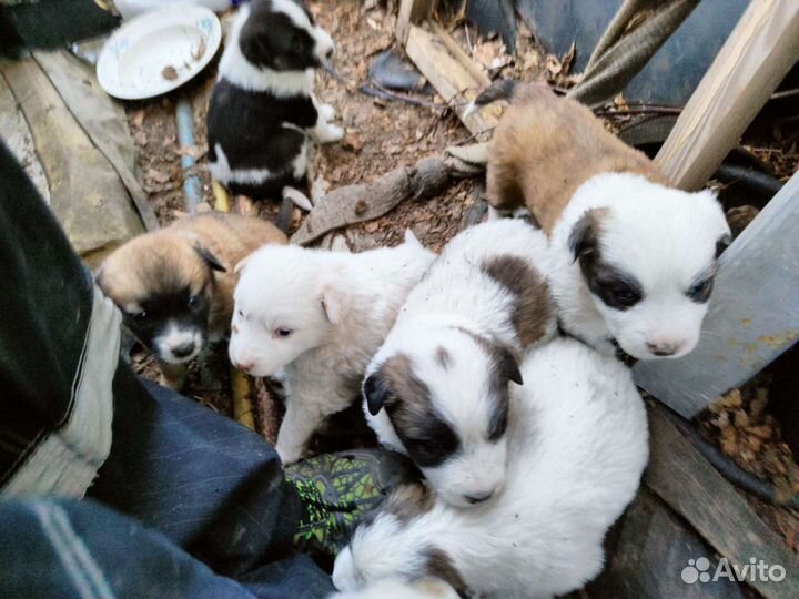Щенки
