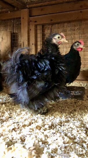 Карликовые кохинхины