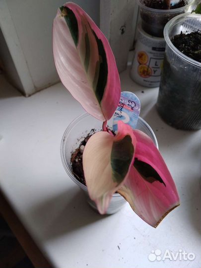 Декабрист, строманта, толстянка, орхидея лудизия