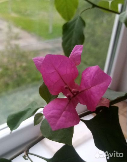 Бугенвиллия черенки