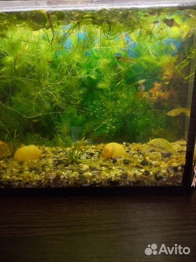 Аквариум с рыбками камнями и растениями