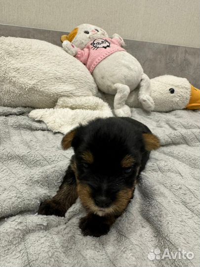 Йоркширский терьер