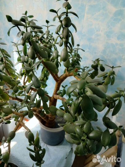 Толстянка. Денежное дерево