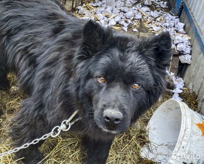 Блэк - молодой кастрат на охрану в дар
