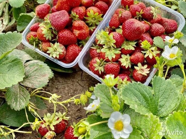 Свежая домашняя клубника