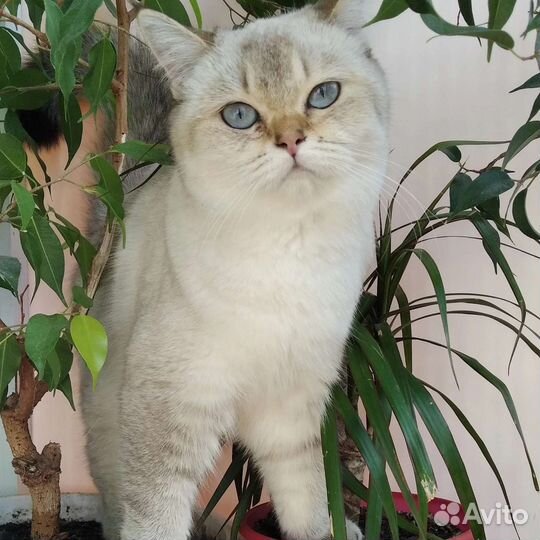 Шотландская кошка