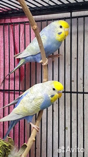 Волнистый попугай