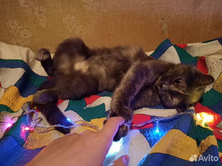 Кошка Ксюша ищет новую хозяйку