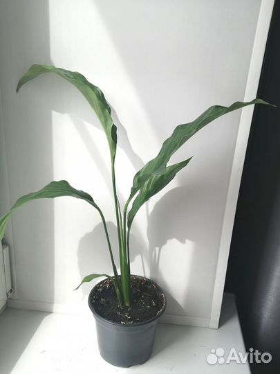 Спатифиллум